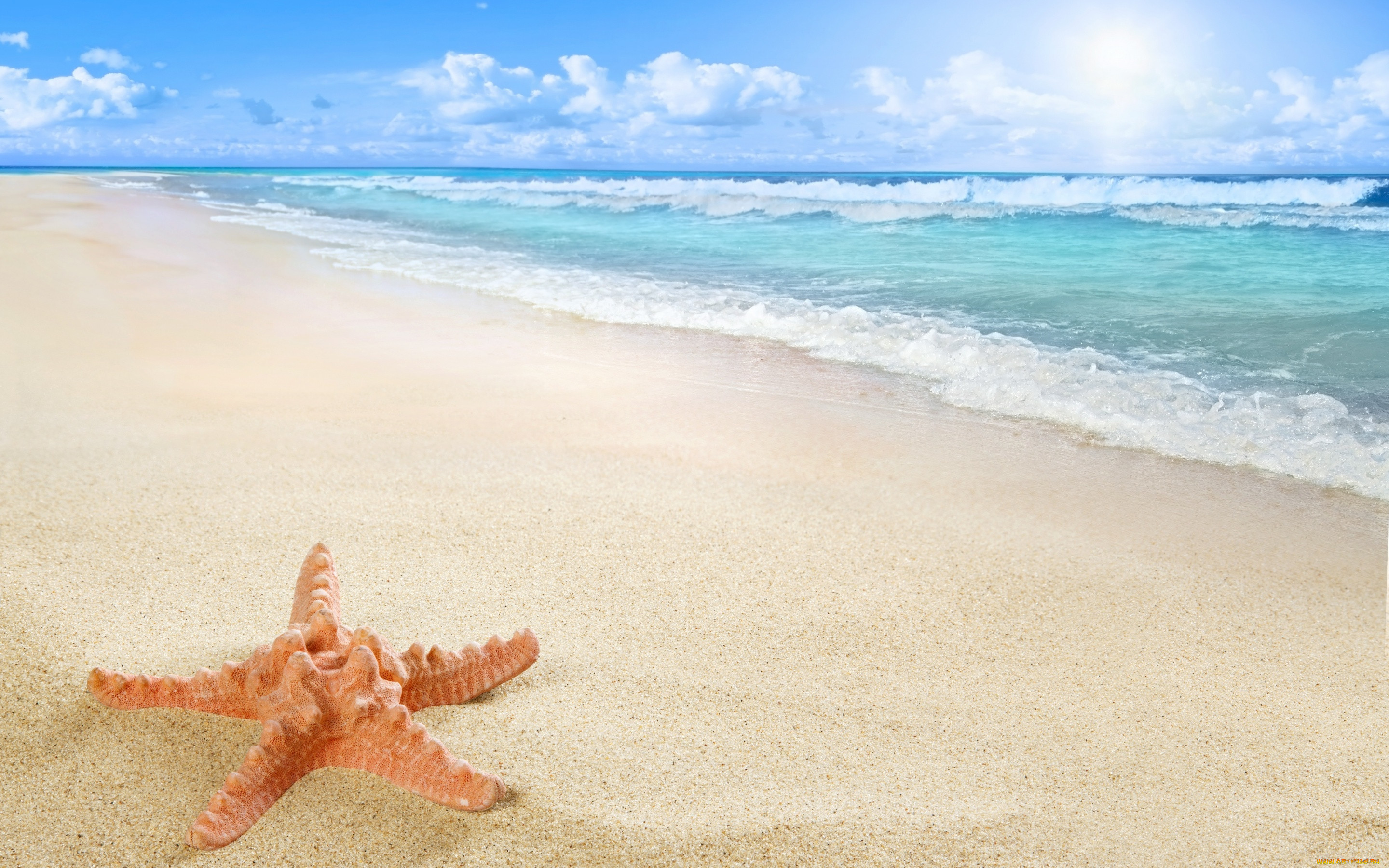 , , starfish, sun, sea, sand, beach